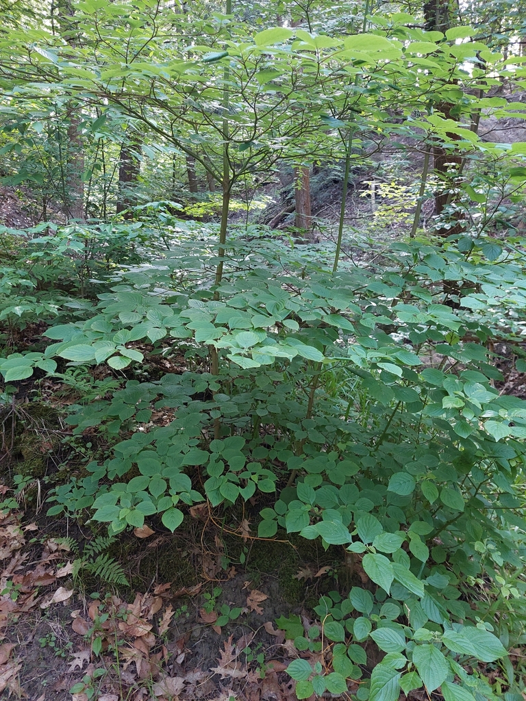 alternate-leaved dogwood from Port Hope, ON, Canada on June 4, 2024 at ...