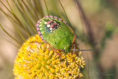 Nezara viridula