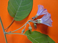 Jacquemontia glaucescens