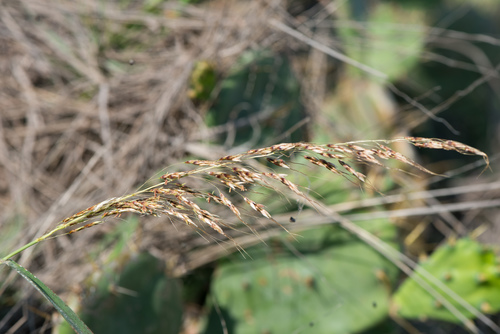 Sorghum nitidum (Sorghum nitidum)
