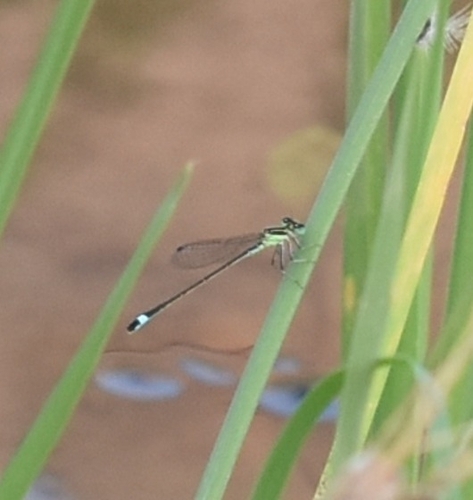 Desert bluetail