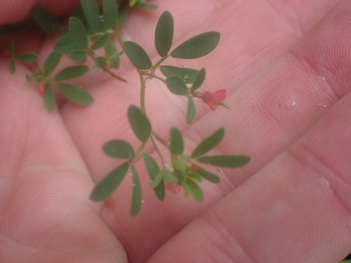 Image of Acmispon parviflorus by no rights reserved