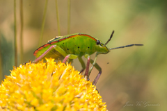 Nezara viridula