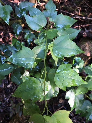 Berberidopsis beckleri (Berberidopsis beckleri)