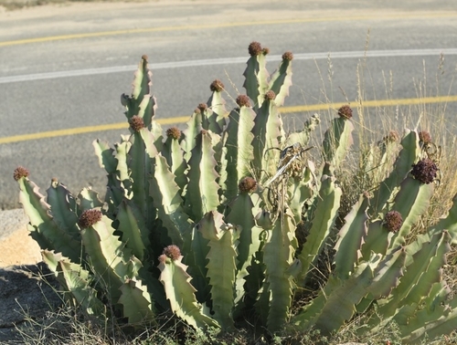 the king of Stapelia