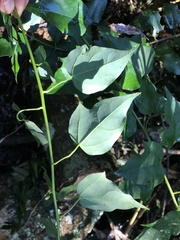 Berberidopsis beckleri, photograph (c) Samuel Frankel, some rights reserved (CC BY)