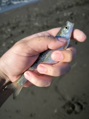 Kutum photo 3
