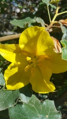 Fremontodendron