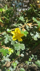 Fremontodendron