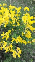 Cytisophyllum sessilifolium