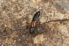 Bledius