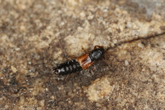 Bledius