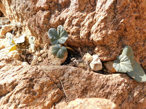 Dorstenia barnimiana
