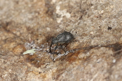 Anthonomus rubi