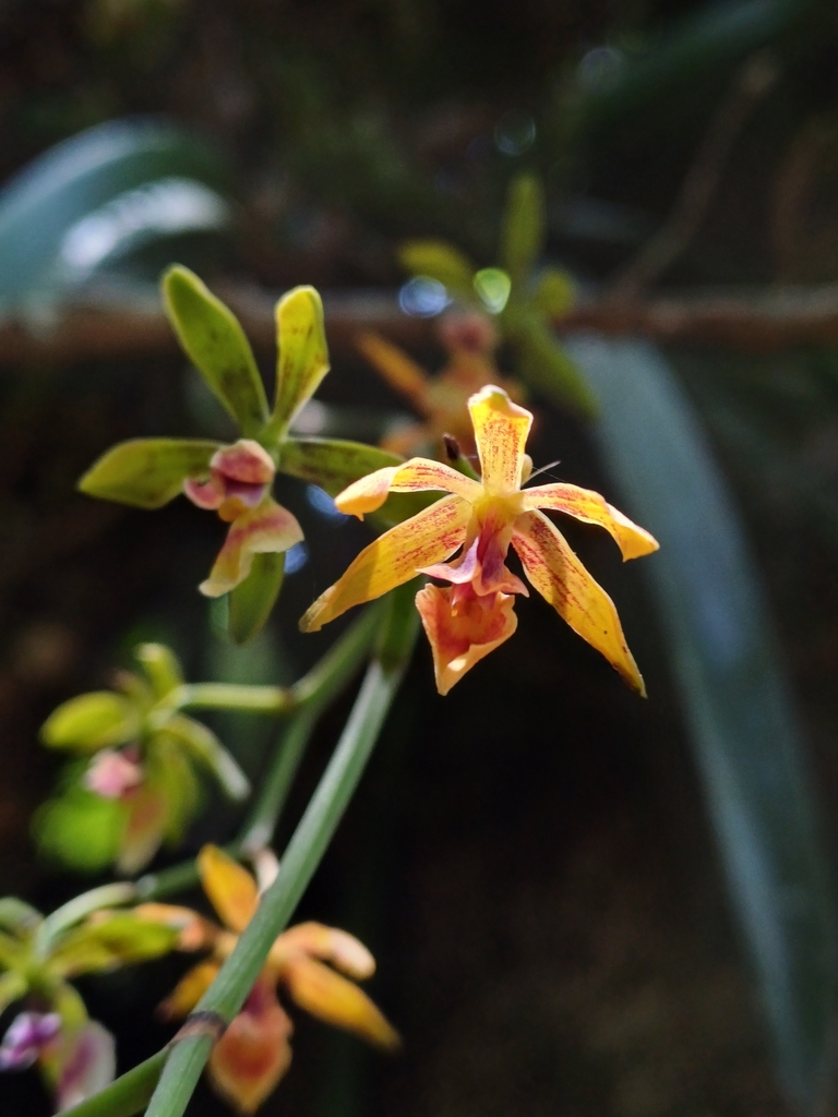Encyclia mooreana