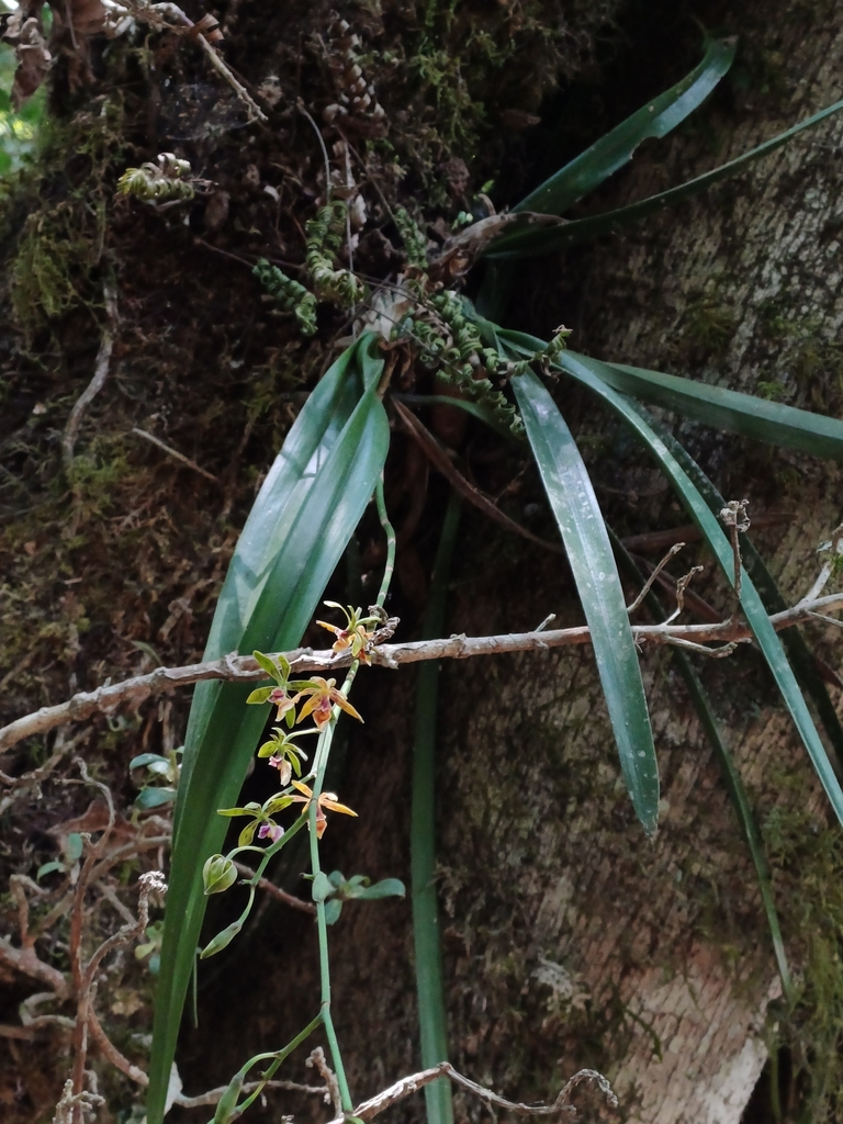 Encyclia mooreana (Rolfe) Schltr. 4