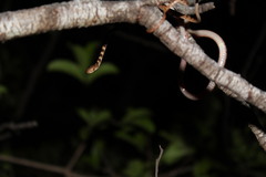 Imantodes gemmistratus