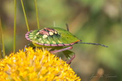 Nezara viridula