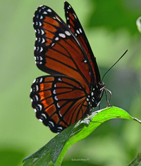 Limenitis archippus floridensis