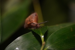 Plectotropis mackensii