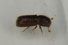 Xylocleptes bispinus