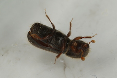 Xylocleptes bispinus