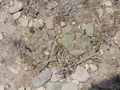 Ariocarpus retusus