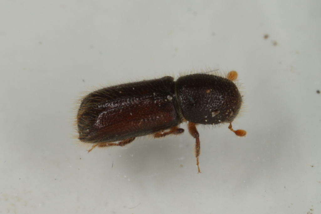 Xylocleptes