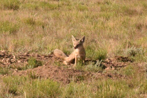 Kit Fox photographed in Arizona