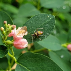 Closterotomus fulvomaculatus
