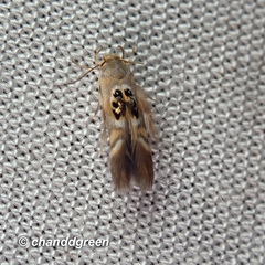 Hieromantis arcuata
