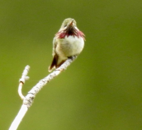 iNaturalist observation photo of Calliope Hummingbird