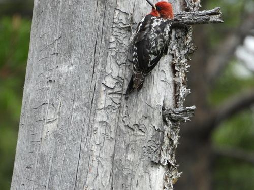 iNaturalist observation photo of Red-breasted Sapsucker