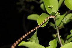 Imantodes gemmistratus