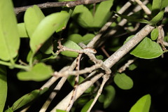 Imantodes gemmistratus