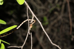 Imantodes gemmistratus