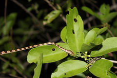 Imantodes gemmistratus