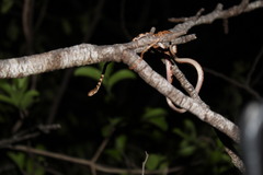 Imantodes gemmistratus