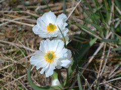 Ranunculus kuepferi