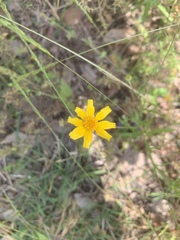 Tetraneuris linearifolia