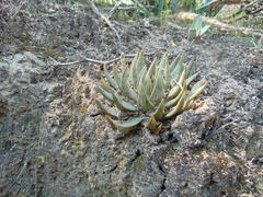 Ariocarpus trigonus