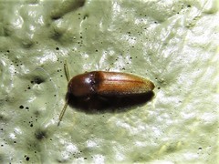 Glyphonyx bimarginatus