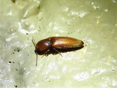 Glyphonyx bimarginatus