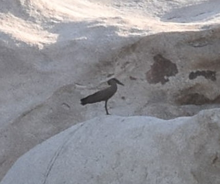 Hamerkop