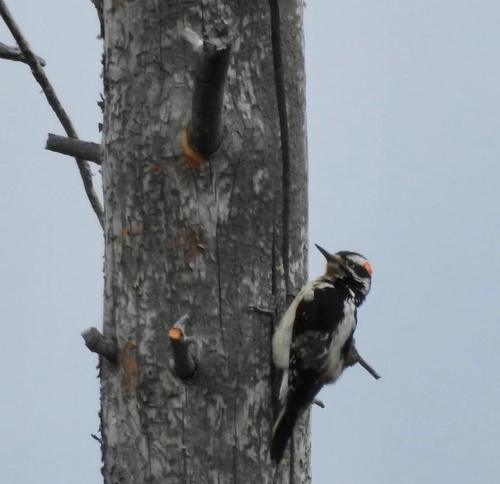 iNaturalist observation photo of Hairy Woodpecker