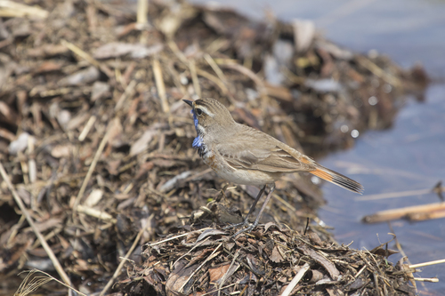 Ruiseñor pechiazul (Luscinia svecica)