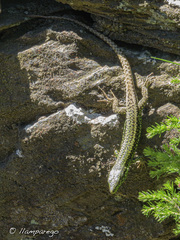 Iberolacerta monticola