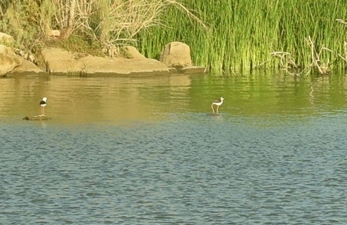 Black-winged Stilt