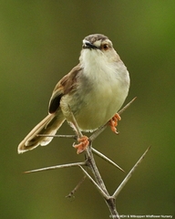 Prinia subflava pondoensis