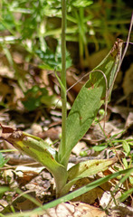 Platanthera leptopetala